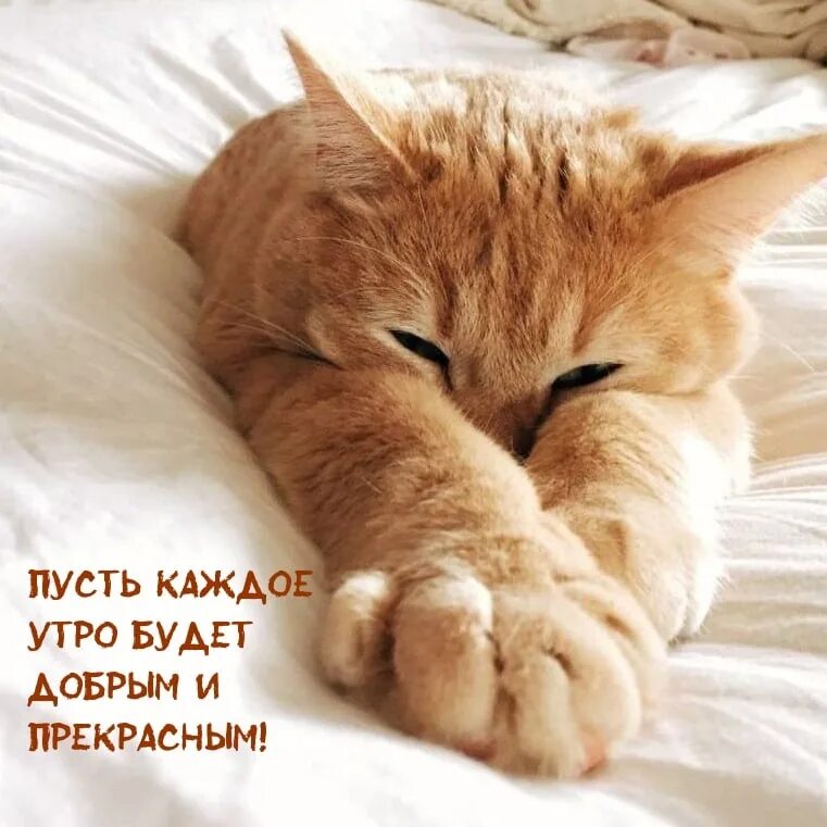 Доброе утро про кота. Доброе утро кот. доброе утро кошечка. доброе утро котенок. с добрым утром кошки.
