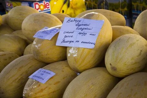 Дыня сибирячка