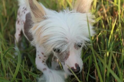 White crested