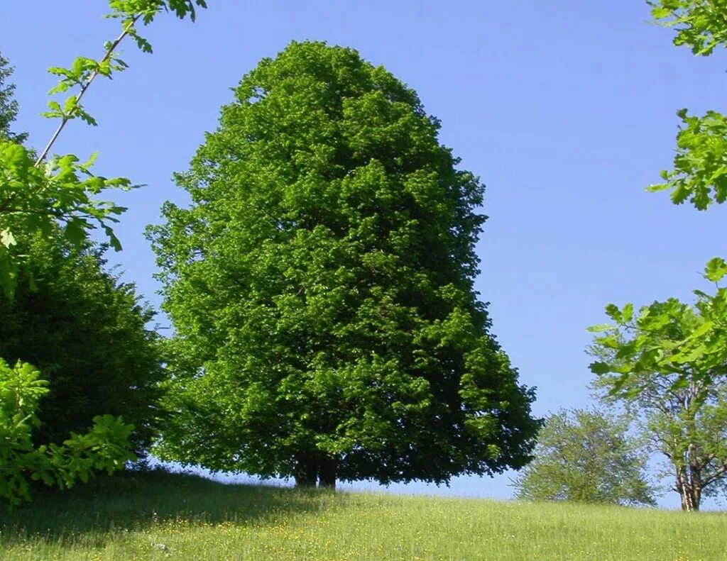 Липа мелколистная сердцевидная. Липа сердцевидная Tilia cordata. Липа мелколистная Tilia cordata. Липа мелколистная (Tilia cordata Mill.)..