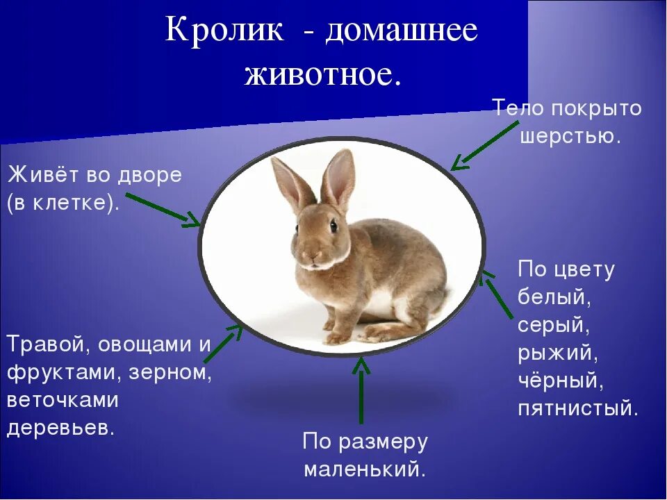 Внешнее строение зайца связанное со средой обитания. Внешнее строение кролика. презентация на тему кролики.