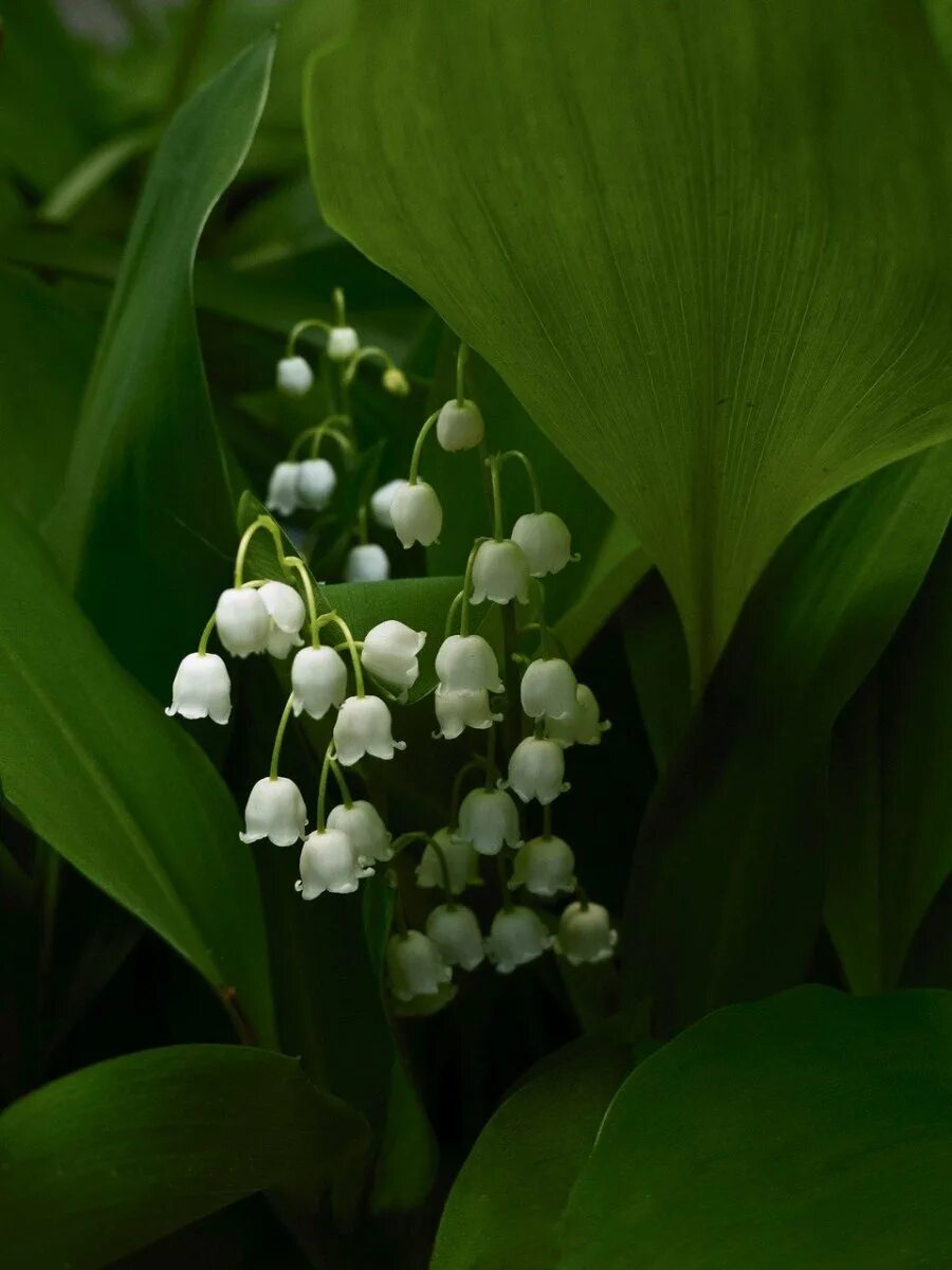 Цветы ландыши. Покажи картинку ландыша. Покажи картинку ландыша. Convallaria majalis. Цветы ландыши.