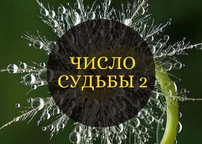 Цифра судьбы 9. Число и судьба. Число судьбы 2. Число судьбы 3. Число судьбы картинки.