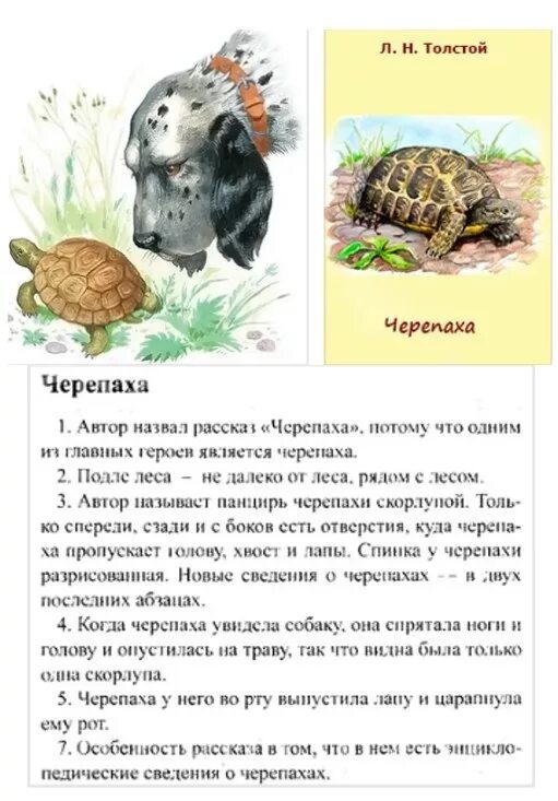 Прочитать рассказ черепаха