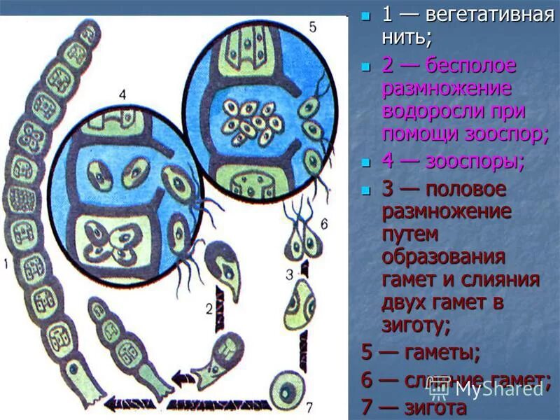 размножение сине зеленых водорослей. отдел цианобактерии сине-зеленые водоросли. сине-зеленые водоросли цианобактерии. цикл развития многоклеточных водорослей. подцарство цианобактерии.