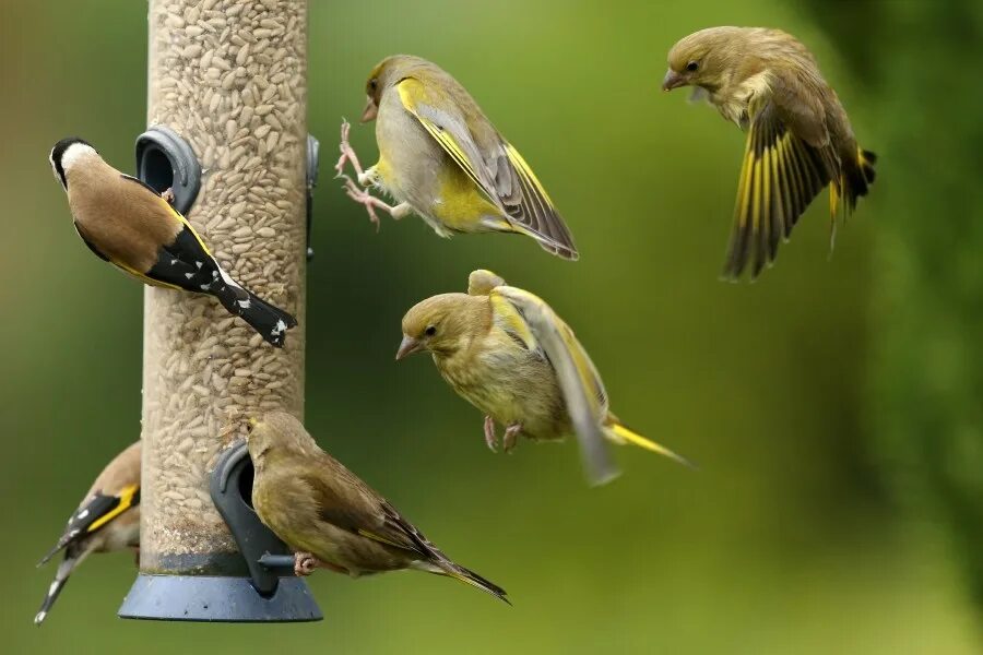 Bird but it is. Кормушка для птиц. сток птица. songbirds. кормушки для птиц картинки.