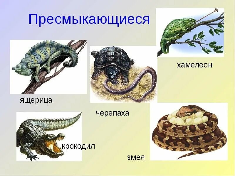 2 примера пресмыкающихся