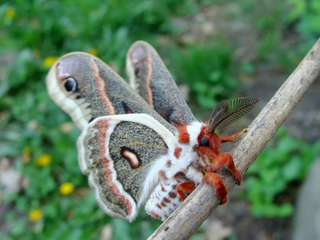Бабочка Павлиноглазка цекропия. Сатурния цекропия бабочка. Павлиноглазка цекропия (Hyalophora Cecropia). Бабочка Сатурния Павлиноглазка. Чем питается бабочка павлиноглазка