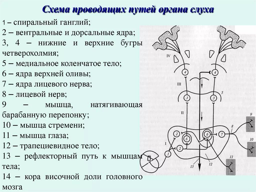 Проводящий путь слухового анализатора. Путь слухового анализатора физиология. Путь слухового анализатора схема. Проводящий путь органа слуха