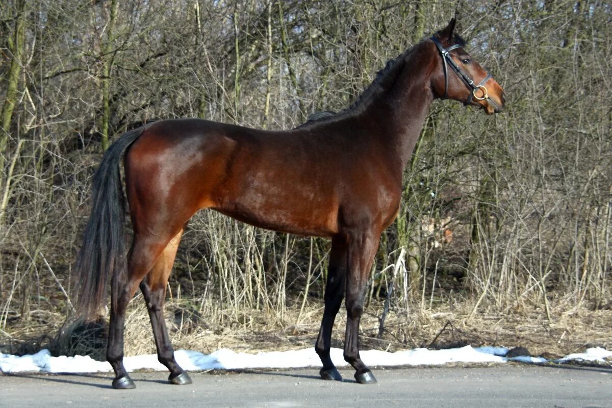 украинская верховая порода сабино. украинская верховая лошадь. украинская верховая порода гнедая. украинские верховые лошади. английская чистокровная лошадь вороная.
