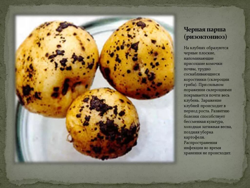 Заболевание картофеля клубни: найдено 87 изображений