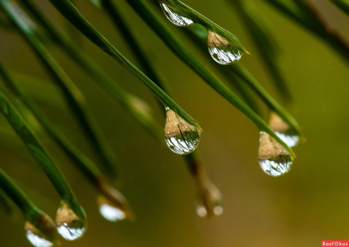 Хвойные капли. Капли воды на ветке. Капля на ветке. Капельки на веточках. Роса на ветке.