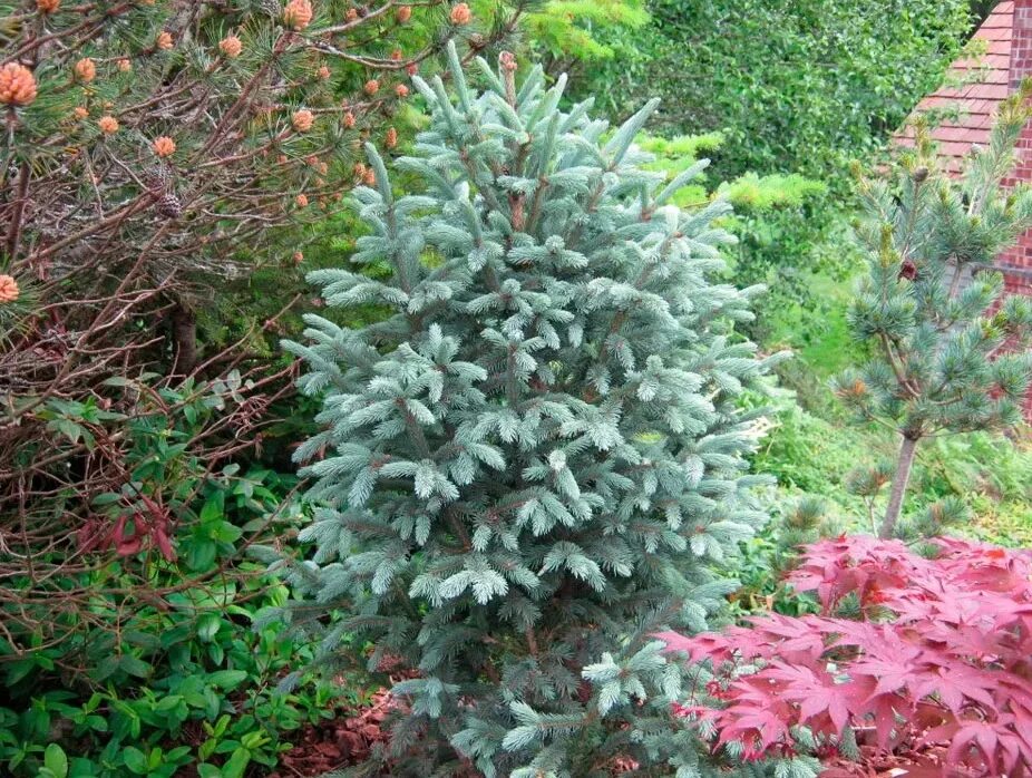 Ель Энгельмана (Picea engelmannii). Ель Энгельмана glauca. Ель Энгельмана compacta. Glauca compacta ель.