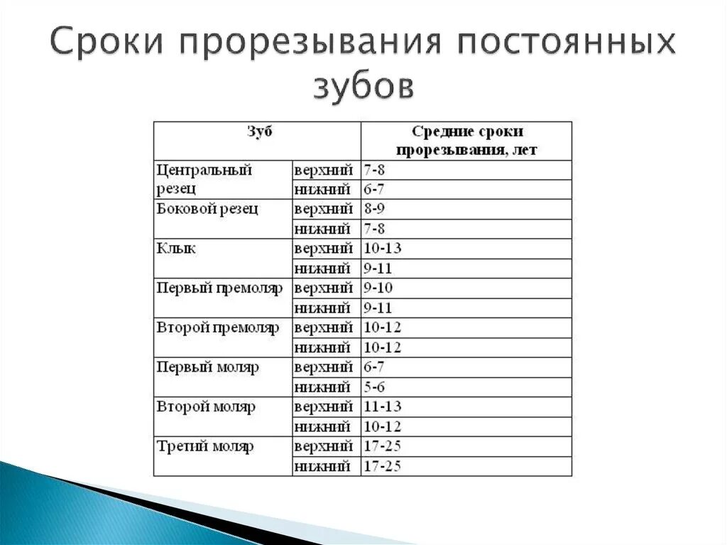 Постоянные зубы таблица