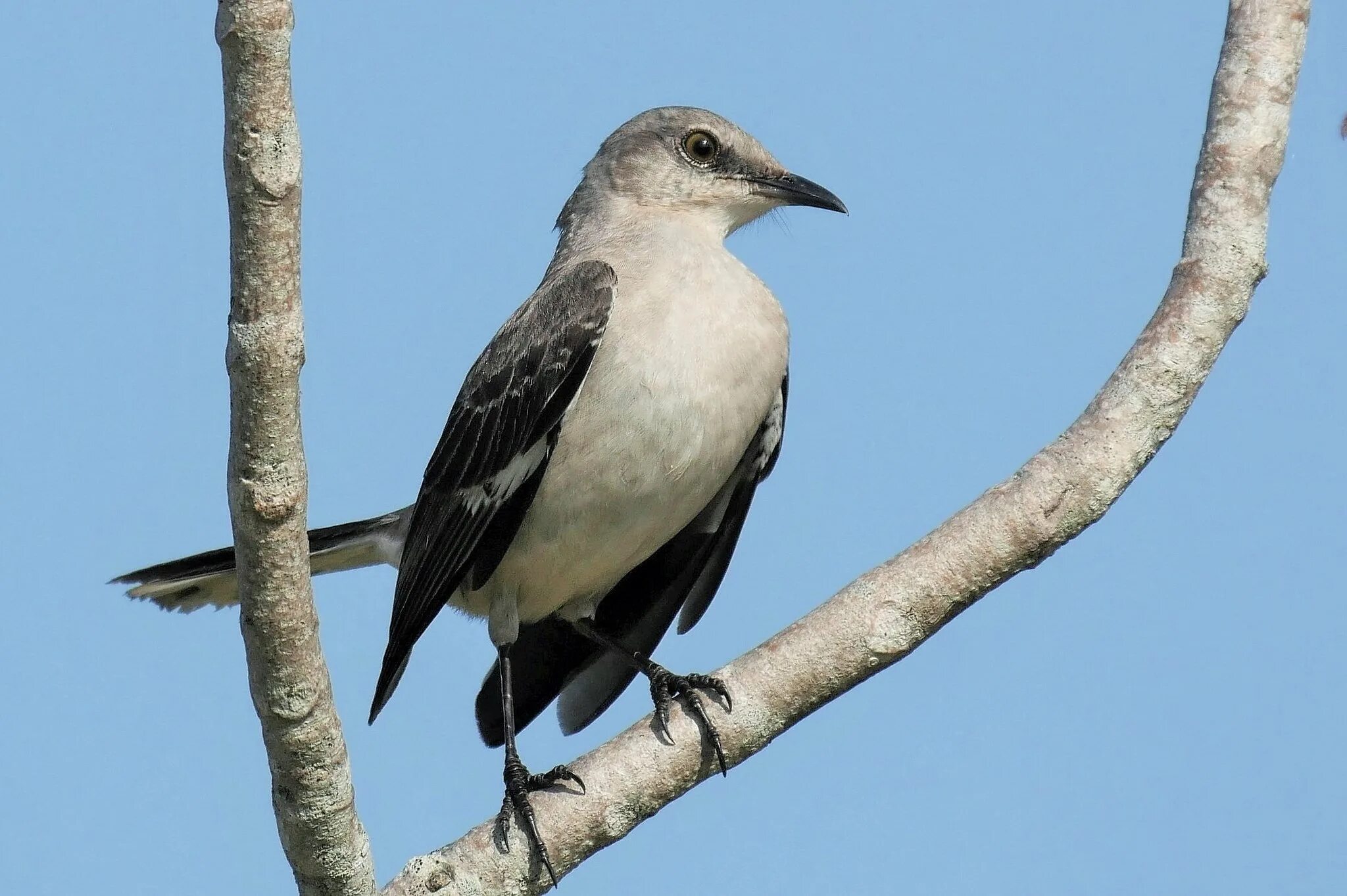 Коричневый пересмешник. Дрозд пересмешник. Многоголосый пересмешник. Пересмешник 8. Кошачий пересмешник птица.