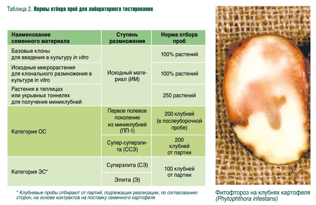 Показатели качества очищенного картофеля. Органолептическая оценка качества картофеля. Показатели качества картофеля. Заключение по качеству картофеля. Контроль качества картофеля.