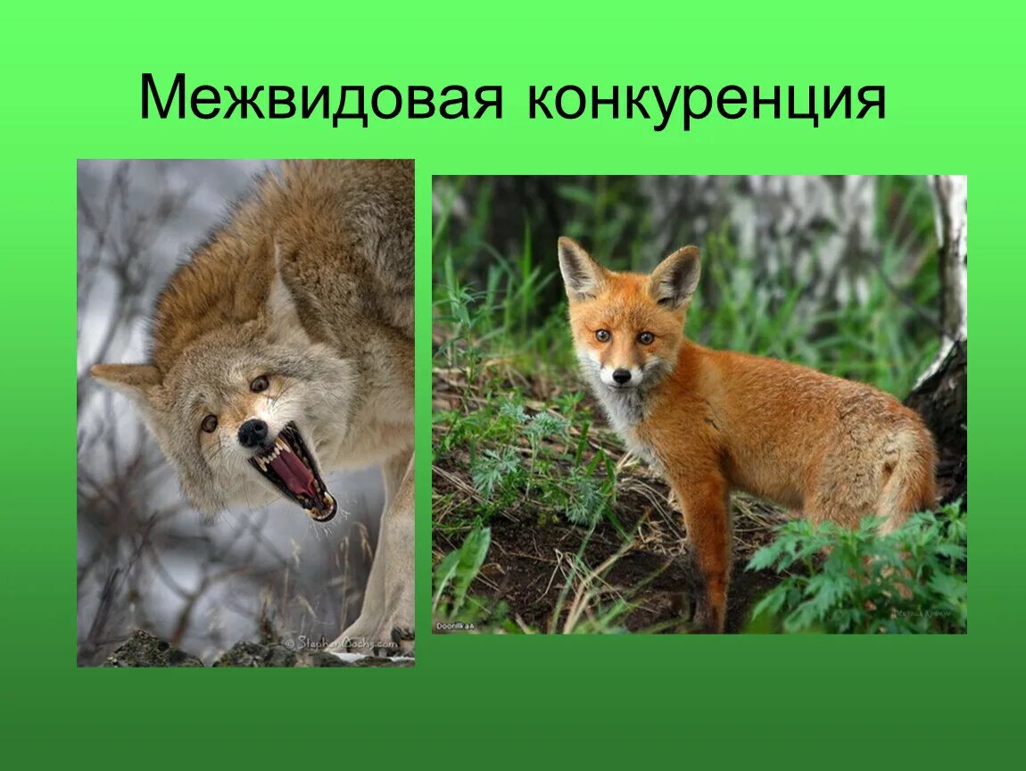 Примером межвидовой конкуренции являются