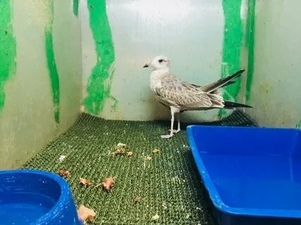 Зеленый попугай балашиха