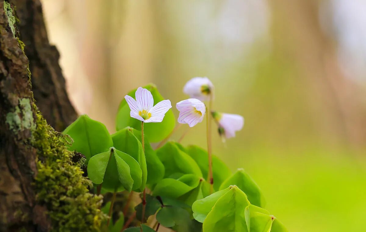 доброе утро весенняя природа. яркие весенние цветы. утро ранней весны. доброе утро весенняя природа. утро ранней весны.