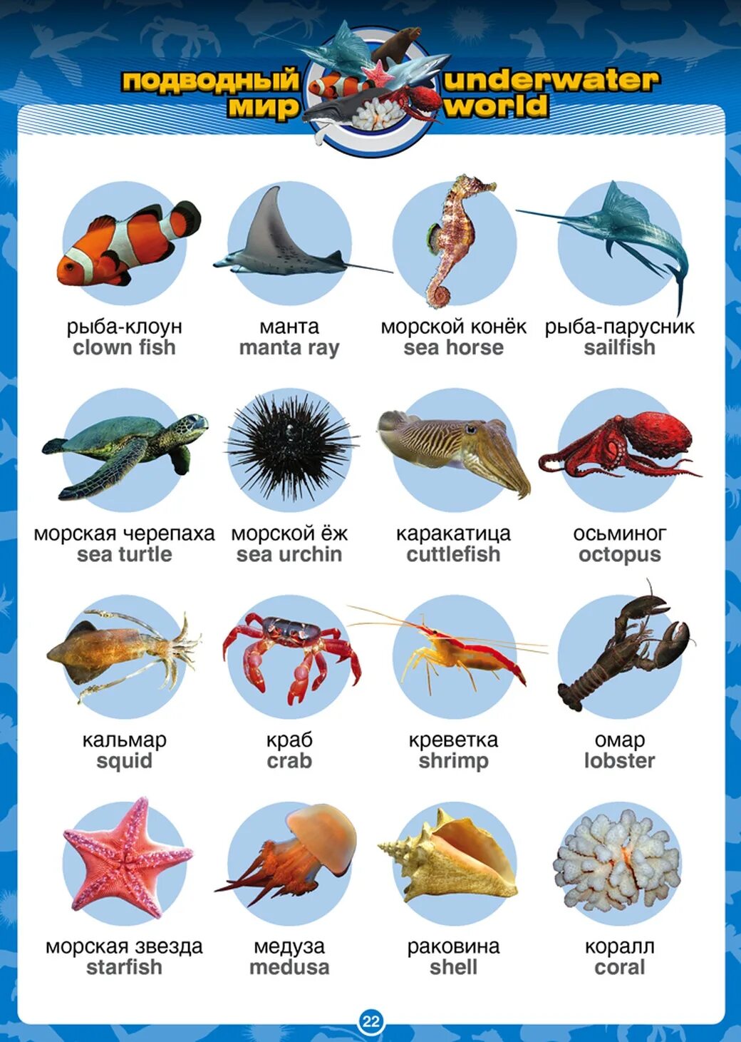 Обитатели морей названия. Морские обитатели названия. Название морских животных. Название рыб на английском для детей. Морские рыбы для детей.