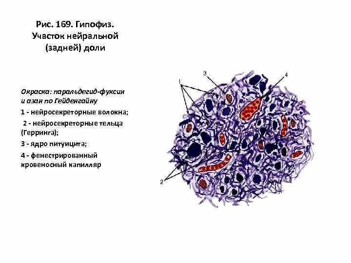 Рис 169. Окраска Азаном по Гейденгайну. Клетки питуициты. Питуициты гистология.