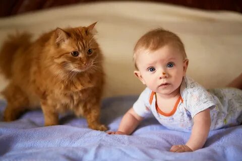 Кошки для малышей