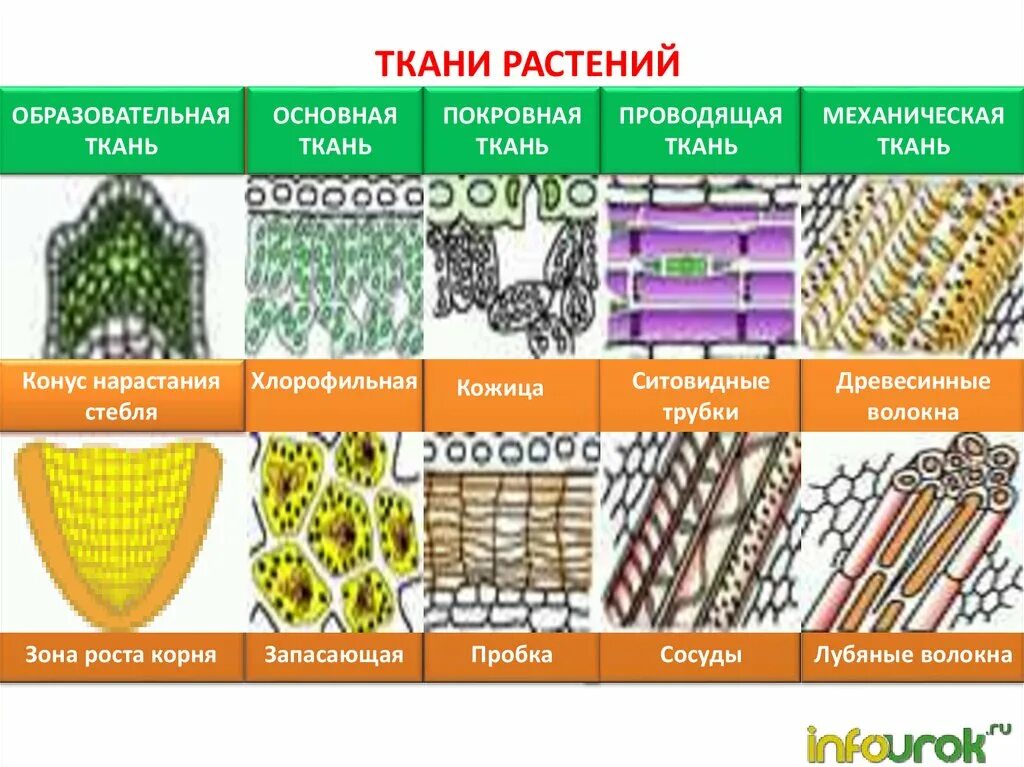 У каких растений 5 тканей. Ткани растений механическая покровная основная ткань. Образовательная и покровная ткань в биологии. Ткани растений образовательная основная покровная. Образовательная основная покровная Проводящая механическая ткань.