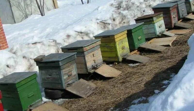 Пчелы весной после зимовки. Омшаник для пчел надземный. Пасека зимовник. Стеллажи для ульев в зимовнике. Выставка пчел из зимовника.