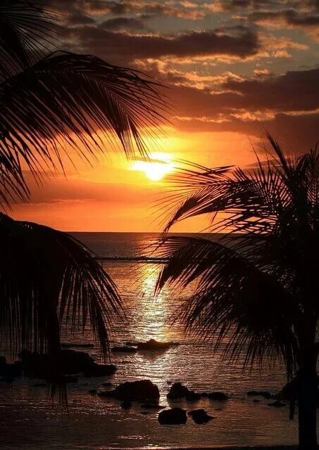 Море пальмы закат фото Vacation Travel Nature on Instagram: "Sunset vibes ✨ Oahu, Hawaii. Photo by @cri