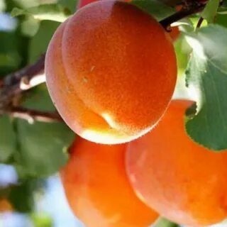 Солнечный персик