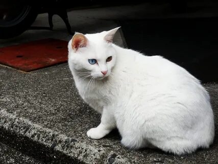Круглый белый кот