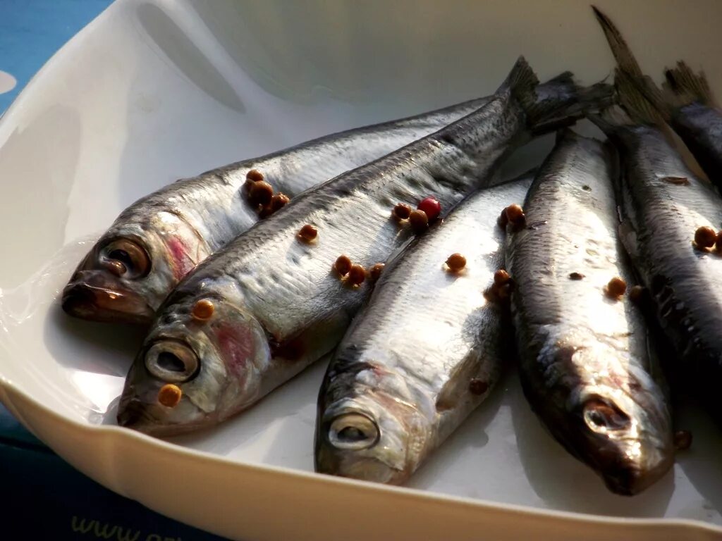 Салака крупная пряного посола. Как солить салаку. Килька и салака. Жареная маринованная салака. Как посолить салаку.