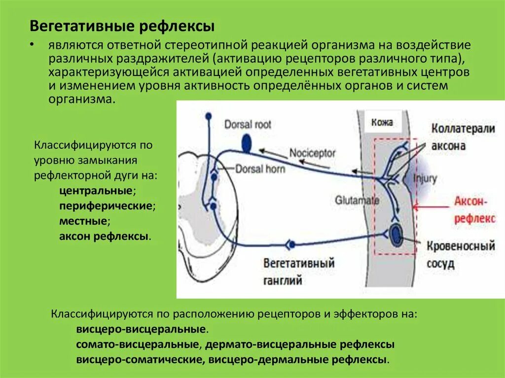 Аксон рефлекс. Вегетативный сосудистый рефлекс. Строение дуги вегетативного рефлекса. Периферические рефлексы ВНС. Схема рефлекторной дуги вегетативной нервной системы.