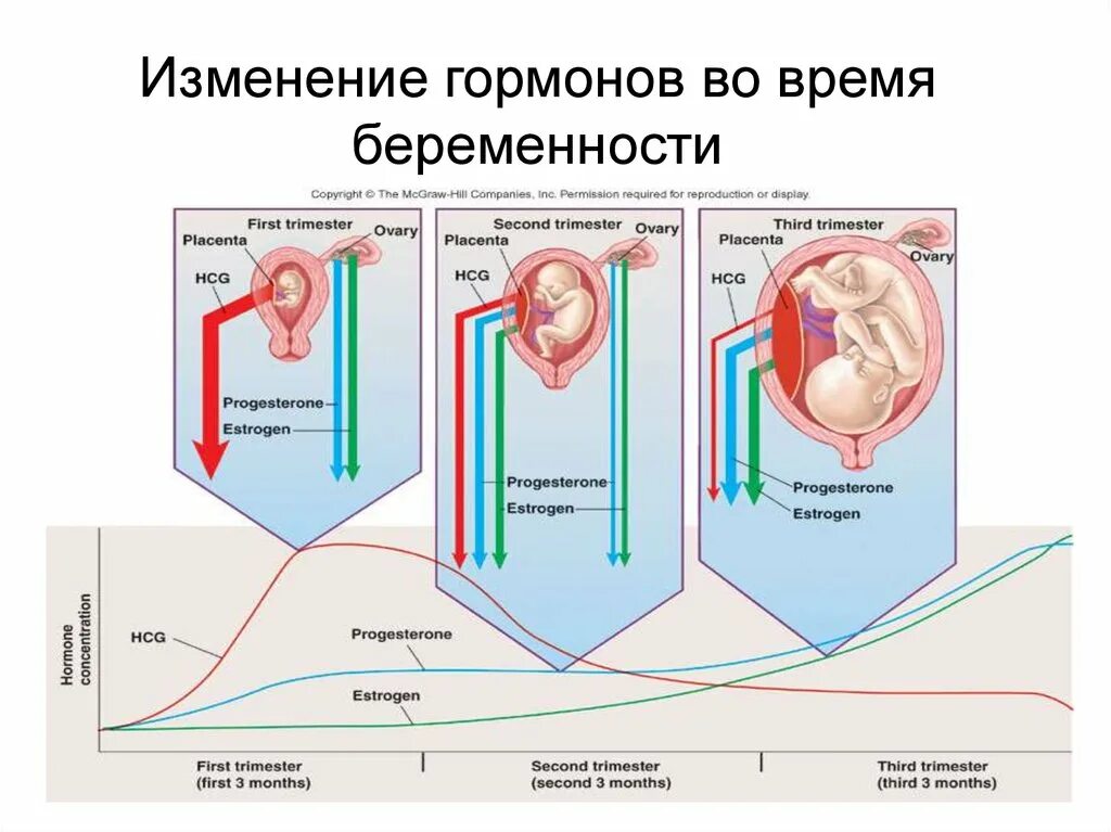 Как меняется гормональный