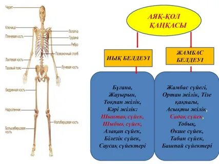 Анальды татуировка фотосы