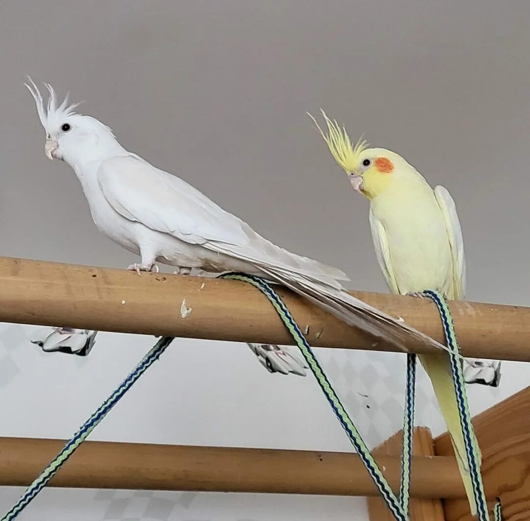 Корелла нимфа уход и содержание. Корелла-нимфа. корелла нимфа девочка. корелла в дикой природе. дикие кореллы нимфа.