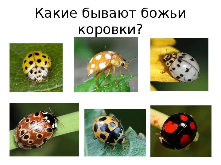 Божья коровка для детей. Божья коровка рассказ для дошкольников. Строение божьей коровки для детей. Рассказать про божью коровку детям. Факты о божьих коровках.