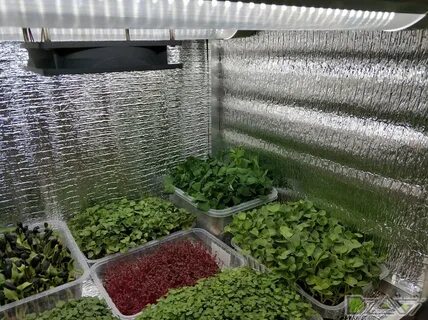 Микрозелень реализация