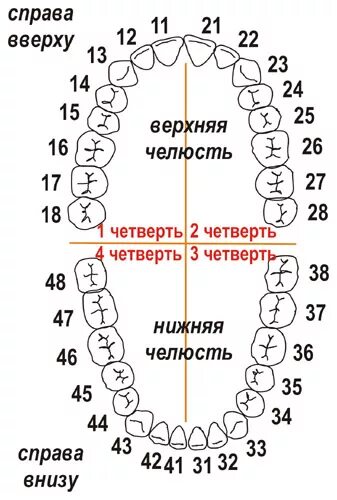 Зубы в 2 4. Зубы в 2 4