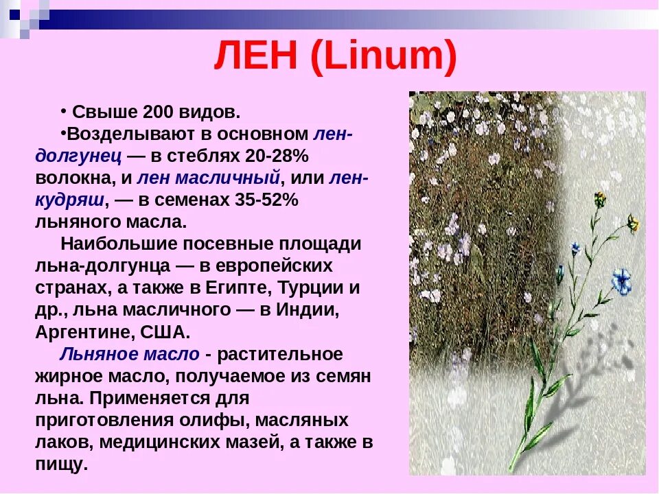 Для чего применяется лен. Лен кудряш и лен долгунец. лен долгунец и лен кудряш отличия. лен кудряш масличный. лён долгунец стебель волокна.