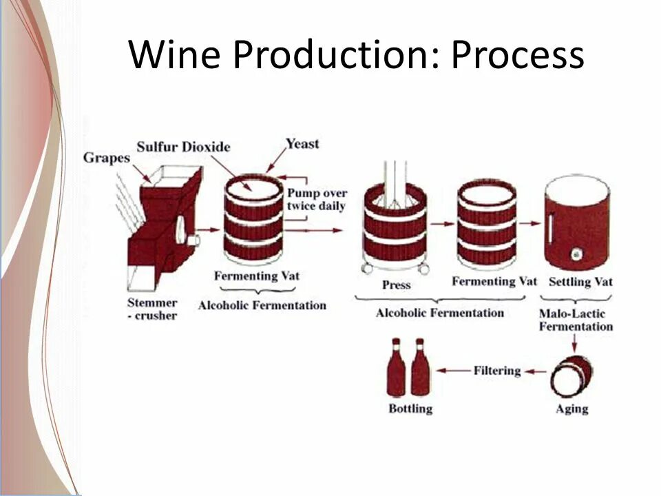 In a process of making. Wine production process. wine making process. wine produced. wine production steps.