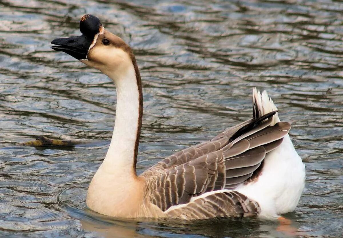 Водоплавающей птицей является