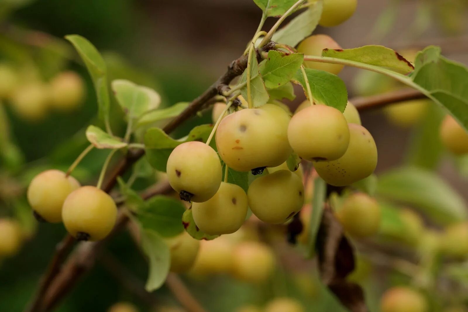 Яблоки дикая яблоня. Яблоня Сибирская Сиверса. Яблоня Ягодная Malus baccata. Яблоня Палласа. Яблоня обильноцветущая Malus floribunda.