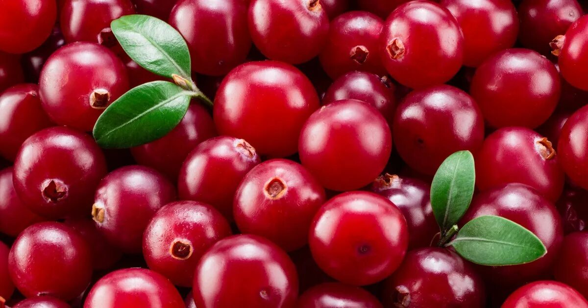 Cranberry цвет. Брусничный цвет. Брусничный, клюквенный цвет. Клюква Сток.