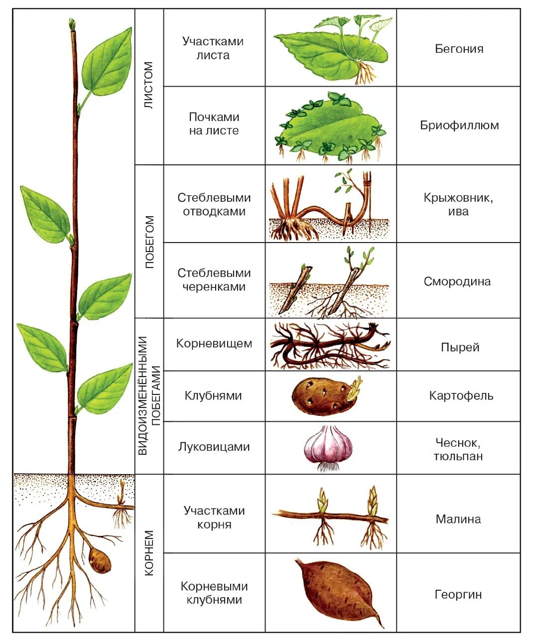 Вегетативное размножение растений таблица. Вегетативное размножение цветковых растений таблица. Вегетативное размножение растений схема. Биология вегетативное размножение цветковых растений. Список наземных растений