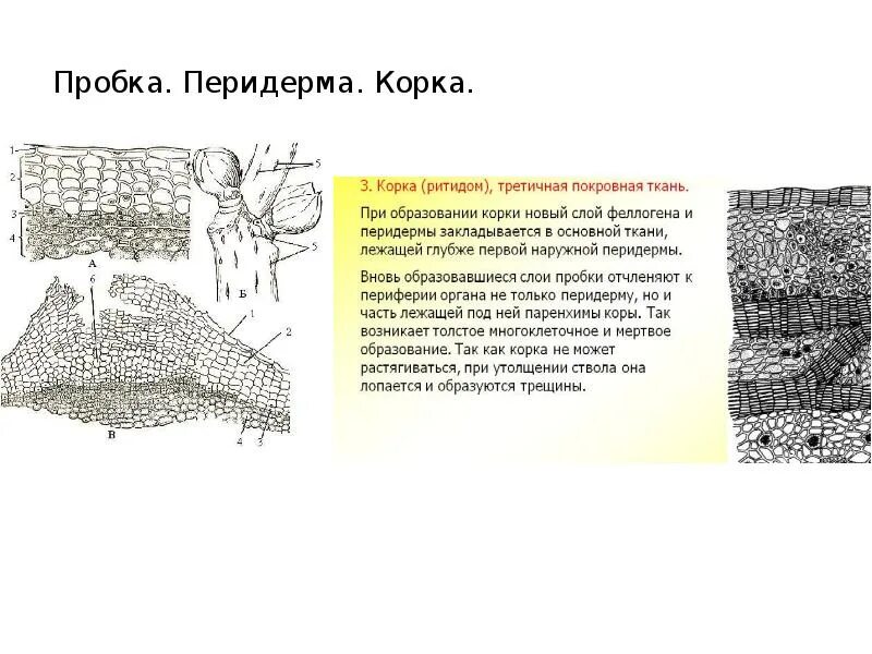 Перидерма корка. Корка покровная ткань. ткани перидермы. эпидерма перидерма ризодерма. покровная ткань перидерма образована.