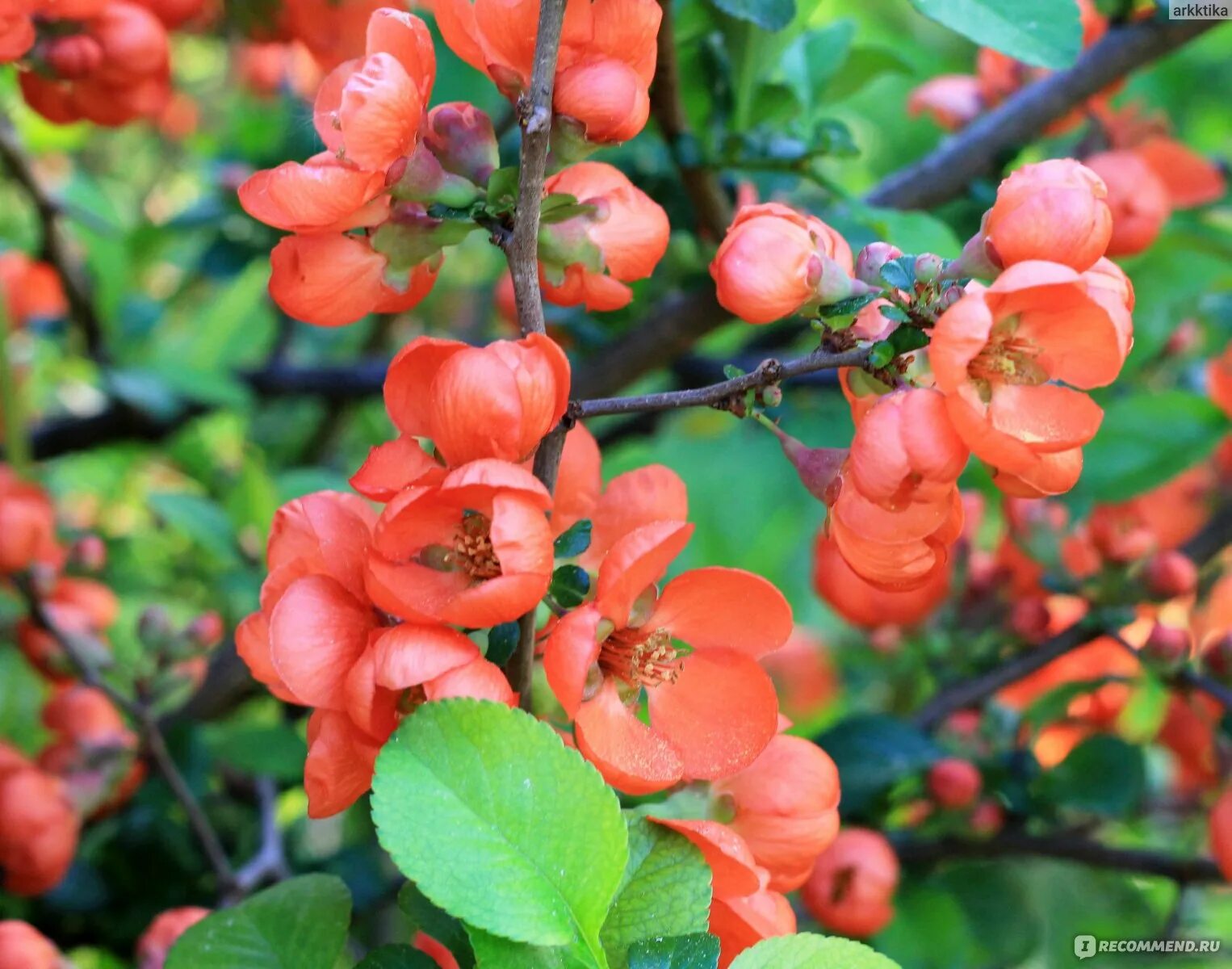 Японская айва фото полезные свойства. Айва японская Chaenomeles japonica. Айва Юкиготен. Айва японская золотое яблоко.