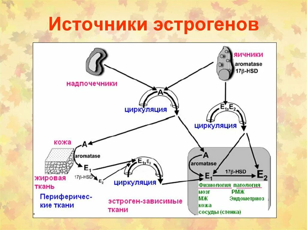 Источник эстрогенов. Схема развития токсического процесса в коже. Ароматаза жировой ткани. Молекулярные механизмы онкотрансформации. Жировая ткань как источник эстрогена.