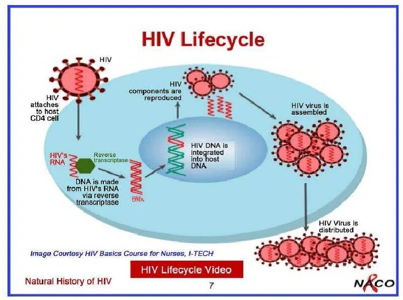 Спид лайф. HIV Replication Cycle. HIV Life Cycle. History of HIV. Ингибиторы репликации ВИЧ.