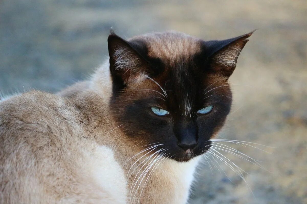 Про сиамских кошек. Сиамская кошка. Сиамская кошка чистокровная. Сиамская порода. Сиамская кошка фото.